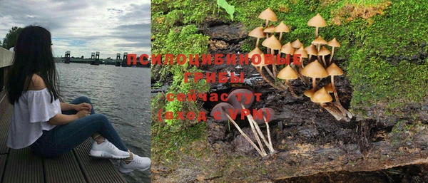 крисы Алзамай
